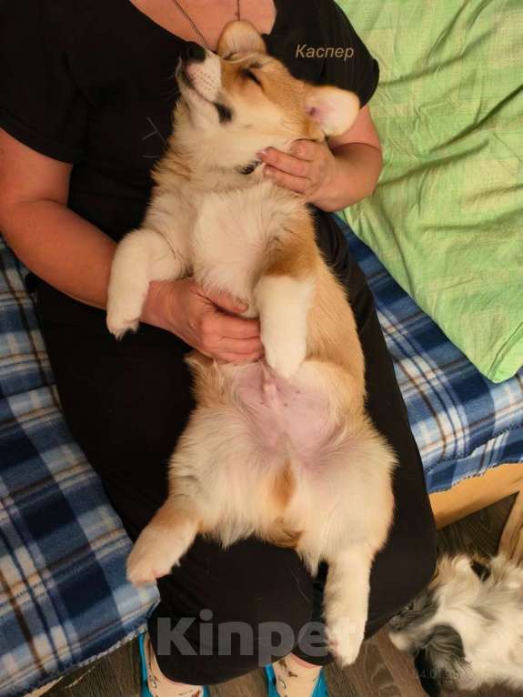 Собаки в Волгограде: Щенки вельш корги пемброк  Девочка, 50 000 руб. - фото 5