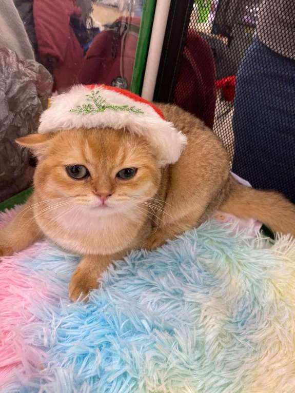 Кошки в Москве: Британский золотой котёнок Девочка, Бесплатно - фото 1