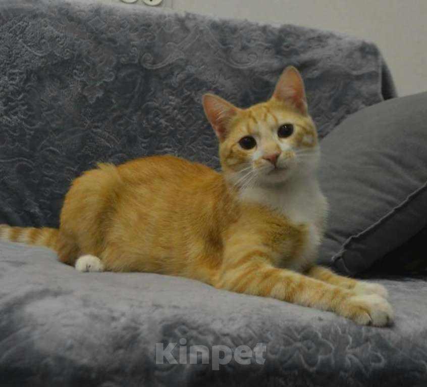 Кошки в Санкт-Петербурге: Рыженький скромный и игривый ласкуша Мальчик, Бесплатно - фото 3