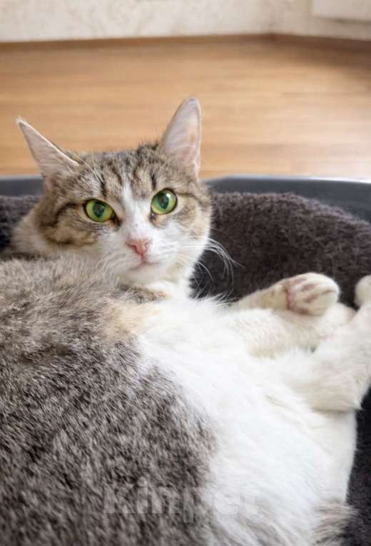 Кошки в Москве: Юкки нужна семья Девочка, Бесплатно - фото 2