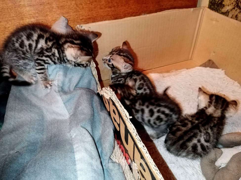 Кошки в Самаре: Бенгальские котята 2 мальчика и 2 девочки Девочка, 8 000 руб. - фото 5