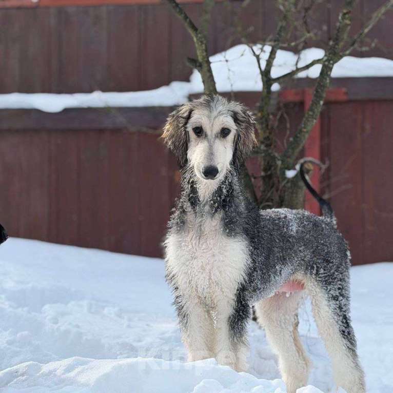 Собаки в Новосибирске: Афганская борзая Девочка, Бесплатно - фото 2