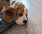 Собаки в Курске: Девочка Бигль 🐶 Девочка, 25 000 руб. - фото 1