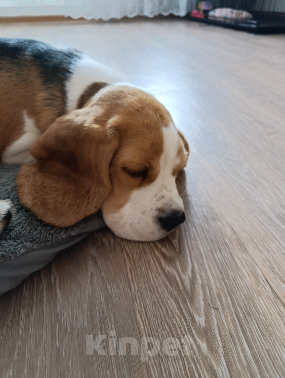 Собаки в Курске: Девочка Бигль 🐶 Девочка, 25 000 руб. - фото 1