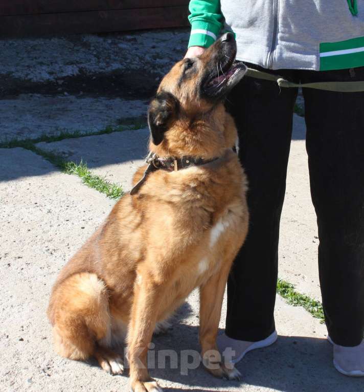 Собаки в Москве: Джульетте очень нужен дом и семья  Девочка, Бесплатно - фото 6