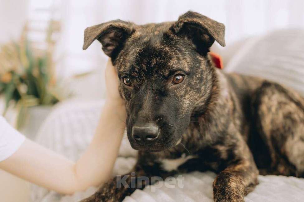 Собаки в Москве: Молодая девочка метис породы алано эспаньол ищет дом Девочка, 1 руб. - фото 5