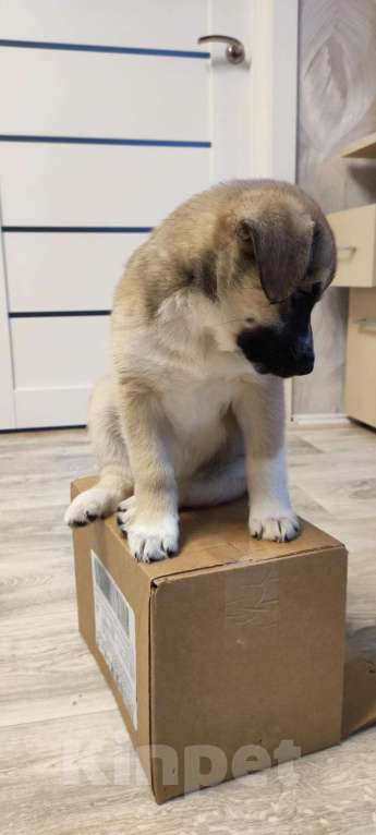 Собаки в Москве: Щенок в дар Девочка, Бесплатно - фото 9