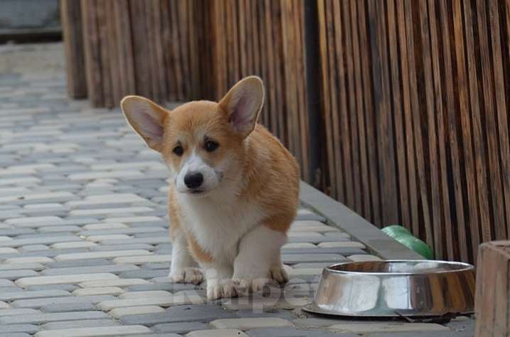 Собаки в Симферополе: Щенок корги Мальчик, 60 000 руб. - фото 1