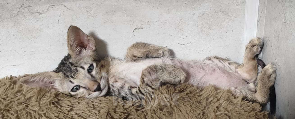 Кошки в Новосибирске: Петерболд Вариетта Мальчик, 30 000 руб. - фото 2