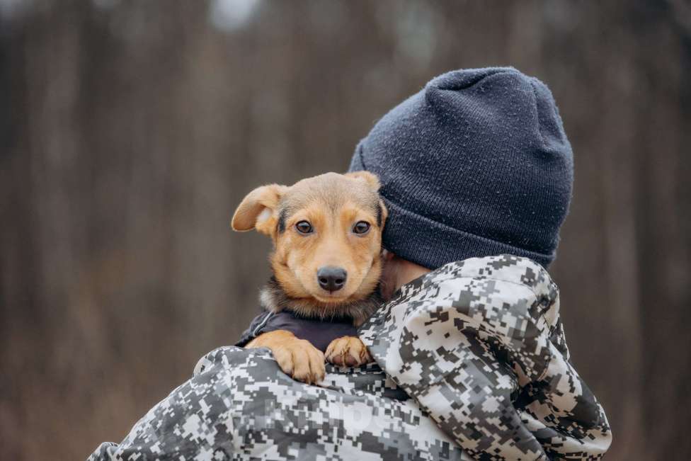 Собаки в Москве: Булка очень ищет семью! Девочка, Бесплатно - фото 7