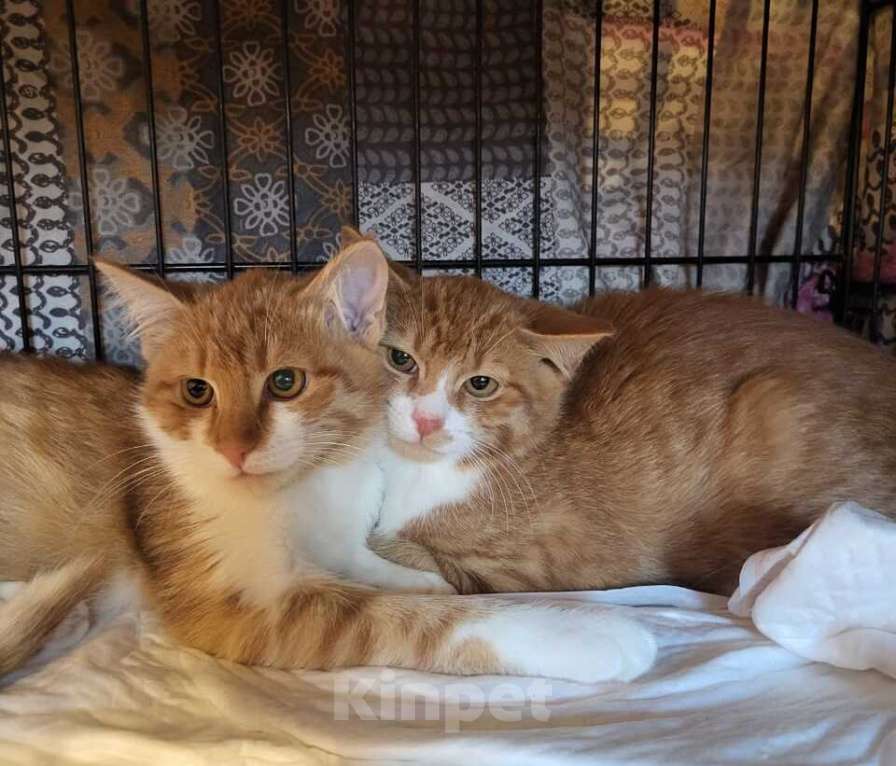 Кошки в Москве: Рыжие котята в добрые руки Мальчик, 1 руб. - фото 2