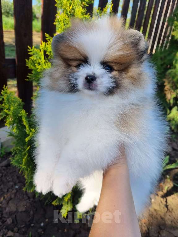 Собаки в Котельниково: Мальчик 2 Мальчик, 80 000 руб. - фото 4