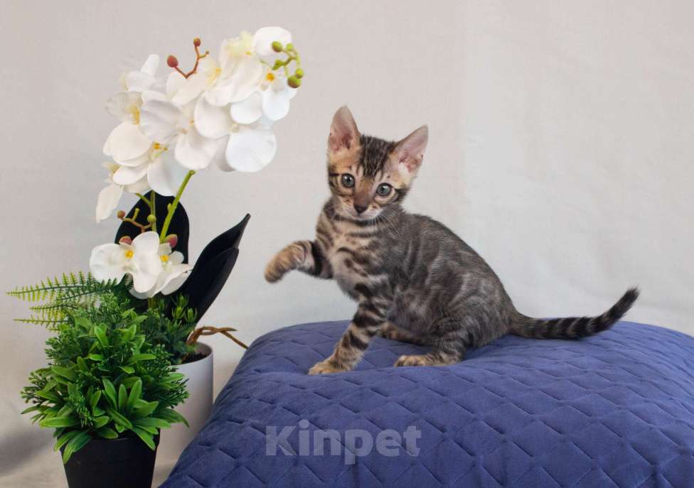 Кошки в Санкт-Петербурге: Бенгальские котята Мальчик, 50 000 руб. - фото 5