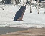 Собаки в Истре: Найдена собака Девочка, 1 руб. - фото 1