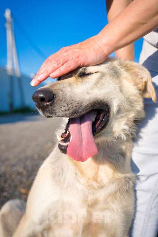 Собаки в Москве: Общительная и добродушная собака Моника в дар Девочка, 1 руб. - фото 6