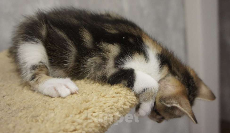 Кошки в Белокурихе: Продам котёнка Курильский бобтейл. Девочка, 5 000 руб. - фото 4