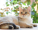 Кошки в Кингисеппе: Золотые тикированные, 15 000 руб. - фото 1