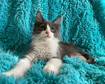 Кошки в Санкт-Петербурге: котик мейн кун Мальчик, 20 000 руб. - фото 3