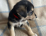 Собаки в Щелково: Щенки 1 месяц с прививками  Мальчик, 1 руб. - фото 11