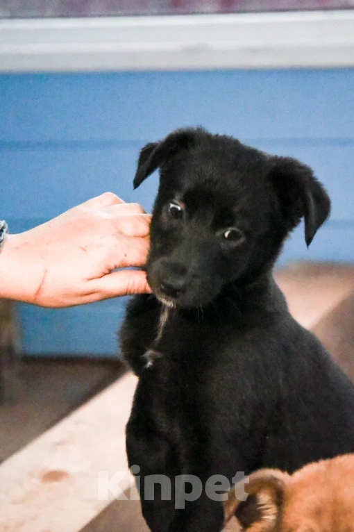 Собаки в Лосином-Петровском: Джемма малышка из Волгорада в мо Девочка, Бесплатно - фото 1