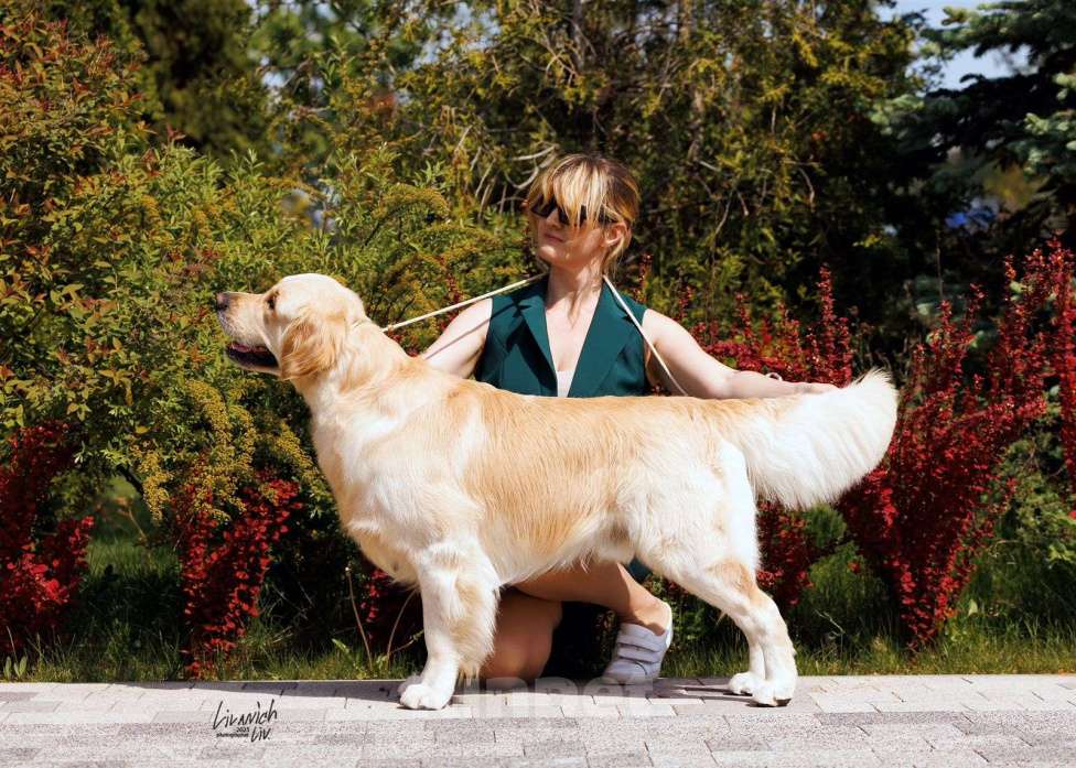 Собаки в других городах Московской области: Супер девочка с мягким нравом и сильным характером, 12.11.2025 Девочка, 100 000 руб. - фото 4