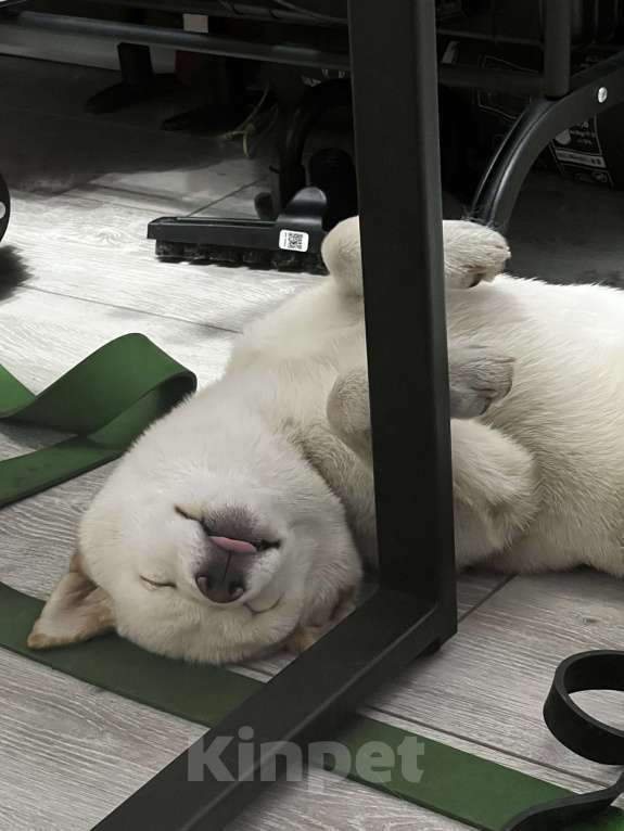 Собаки в других городах Приморского края: Сиба-Ину вязка Мальчик, Бесплатно - фото 2