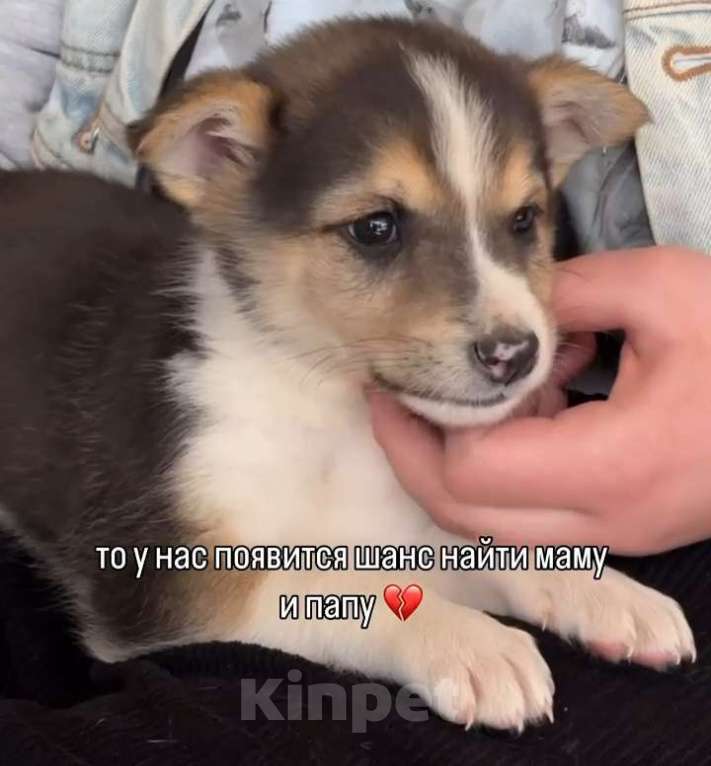 Собаки в Калининграде: срочно отдам в добрые руки Разнополые, Бесплатно - фото 4