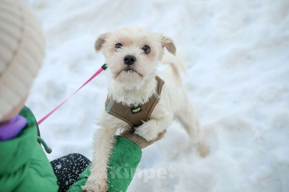 Собаки в Санкт-Петербурге: Миниатюрный малыш Бо в добрые руки Мальчик, Бесплатно - фото 3