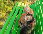 Кошки в Санкт-Петербурге: Котенок девочка Девочка, Бесплатно - фото 2