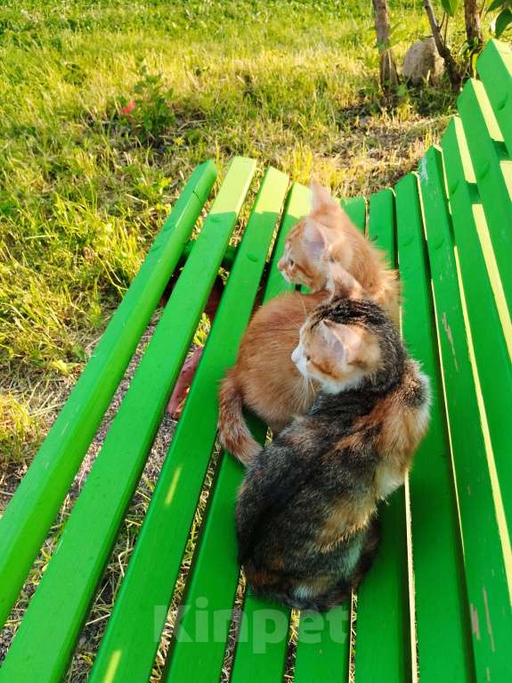 Кошки в Санкт-Петербурге: Котенок девочка Девочка, Бесплатно - фото 2