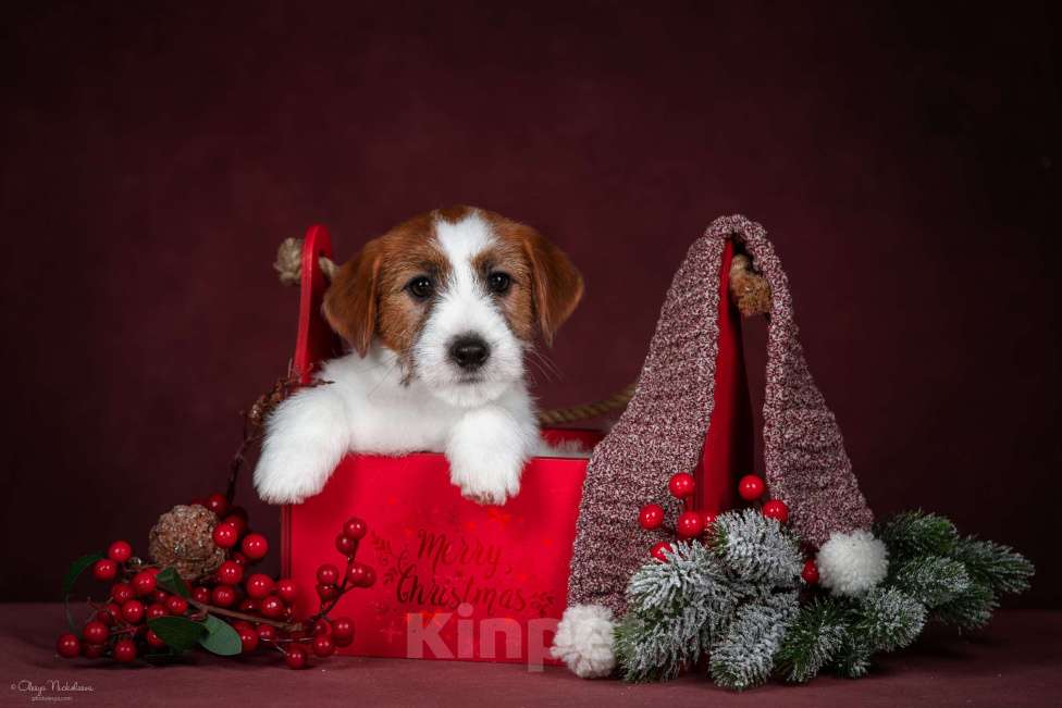 Собаки в Санкт-Петербурге: Марлекс Солар Найк  Мальчик, 80 000 руб. - фото 4