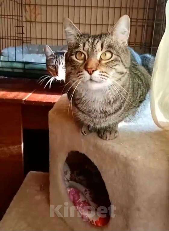 Кошки в Москве: Мишка выброшенный во дворе в дождь Мальчик, Бесплатно - фото 5