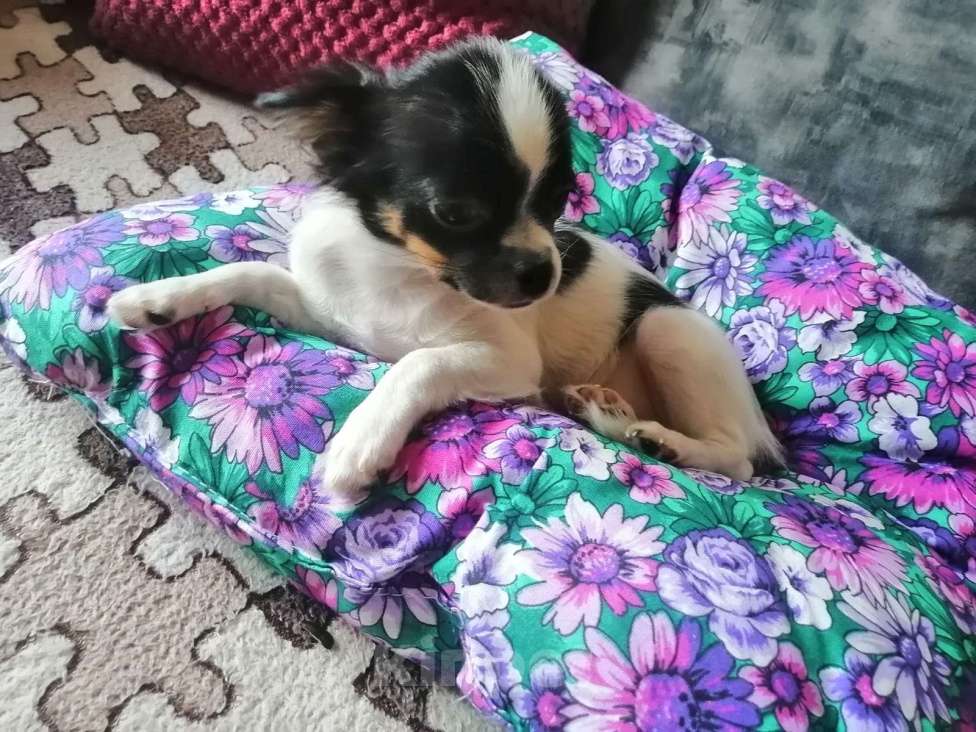 Собаки в Краснодаре: Чишка мальчик  Мальчик, 15 000 руб. - фото 6