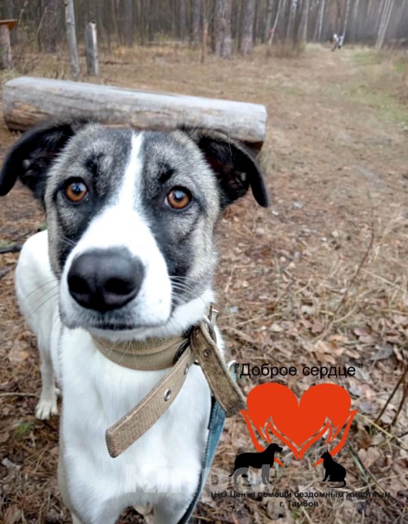 Собаки в Тамбове: Фортуна  Девочка, Бесплатно - фото 3