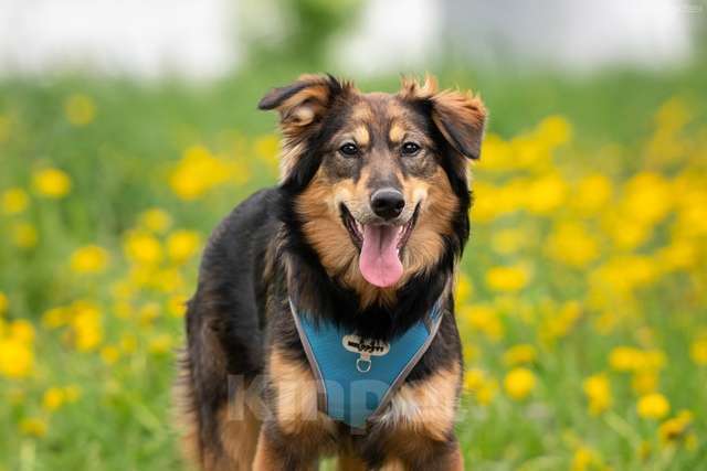 Собаки в Москве: Жасмин - свет очей, отрада души, услада сердца Девочка, Бесплатно - фото 2
