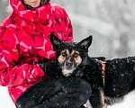Собаки в Москве: Маленькая девочка Милли ищет дом! Девочка, Бесплатно - фото 5