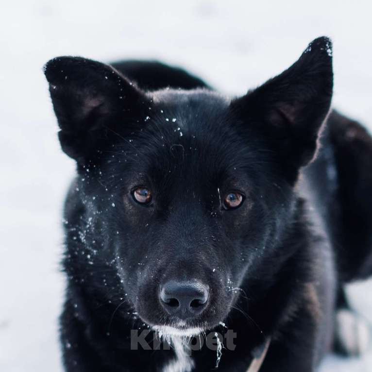 Собаки в Москве: Шейла Девочка, Бесплатно - фото 1
