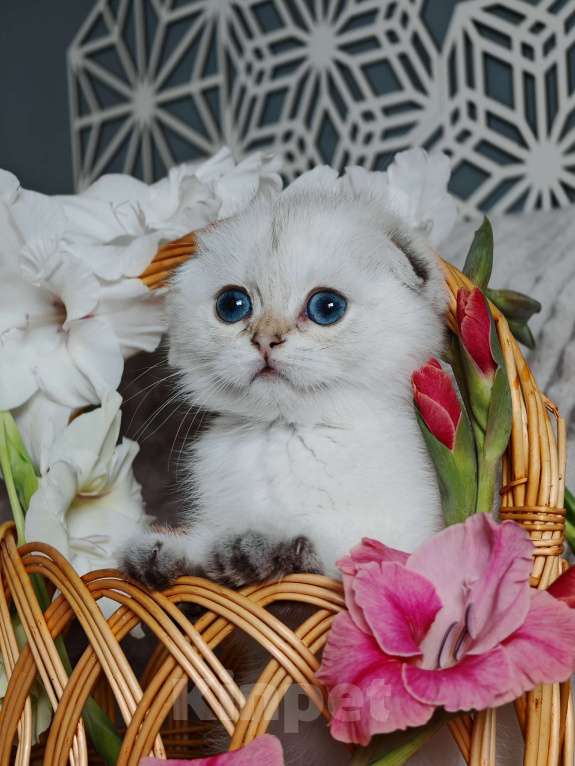 Кошки в Москве: голубоглазые шотландские сестрички Девочка, 80 000 руб. - фото 3