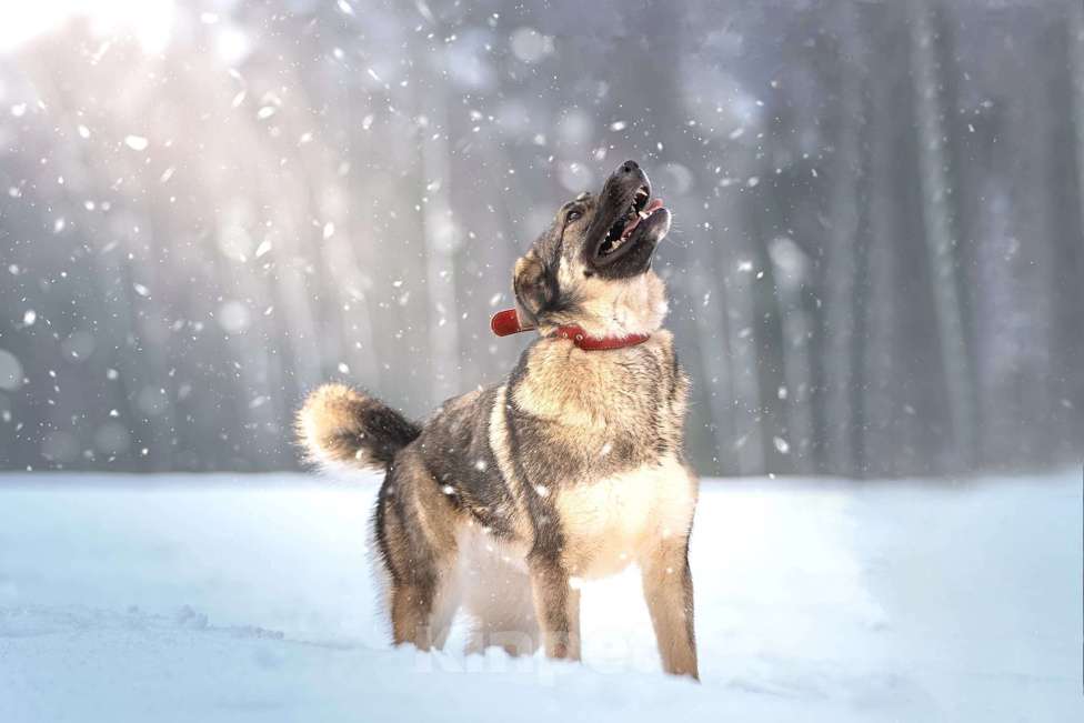 Собаки в Клине: Эстери - яркая собачка Девочка, Бесплатно - фото 3