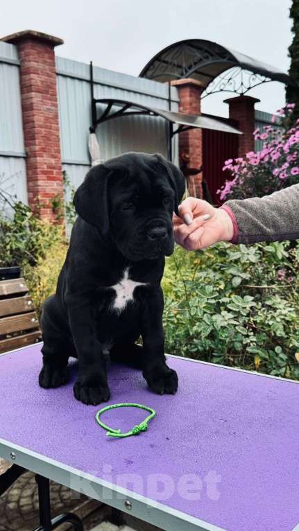Собаки в Москве: Щенки Кане Корсо Мальчик, 100 000 руб. - фото 2