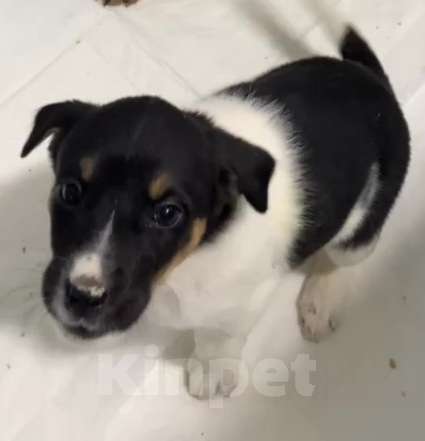 Собаки в Липецке: Отдам щенка в Липецке Мальчик, Бесплатно - фото 6