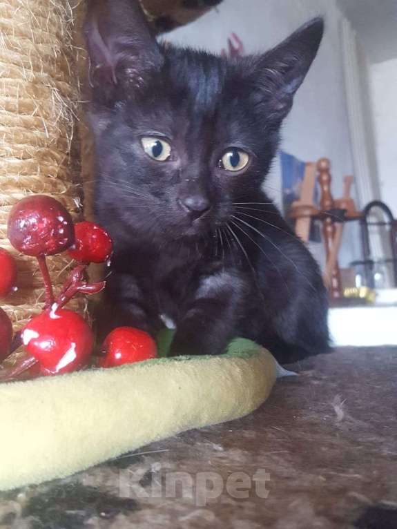 Кошки в Красногорске: Котенок Луна 2,5 месяца ждет родителей  Девочка, Бесплатно - фото 3