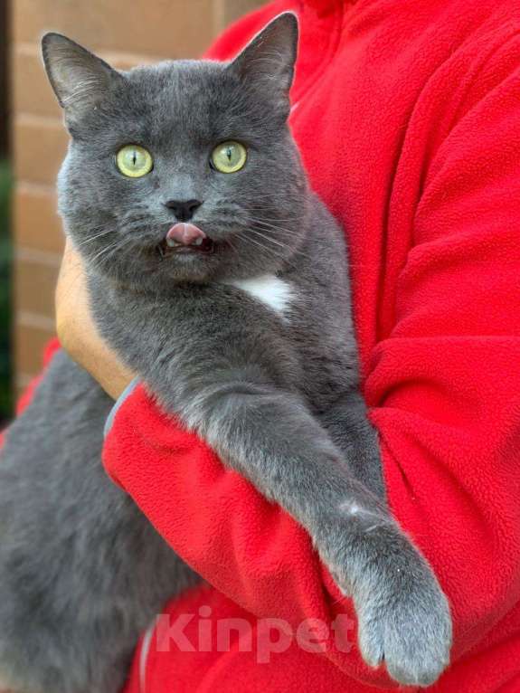 Кошки в Королеве: Кот Моррис в добрые руки Мальчик, Бесплатно - фото 2