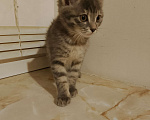 Кошки в Воскресенске: Дымочка Девочка, Бесплатно - фото 2