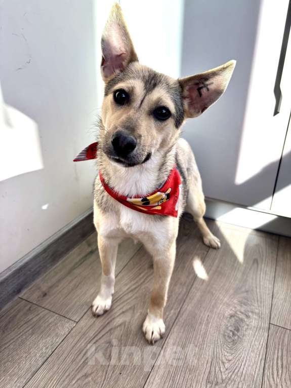 Собаки в Москве: маленькая собака в добрые руки Девочка, Бесплатно - фото 2