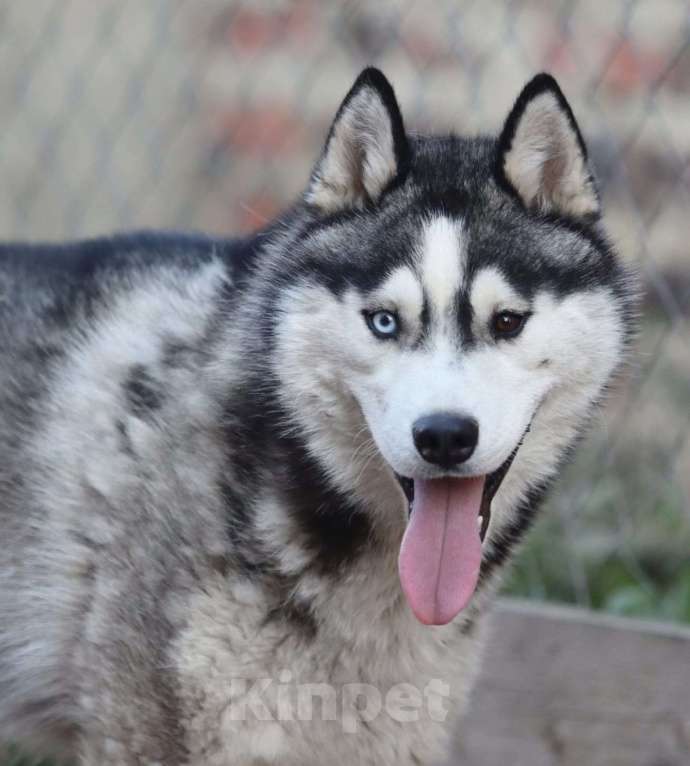 Собаки в Зарайске: хаски Мальчик, Бесплатно - фото 2