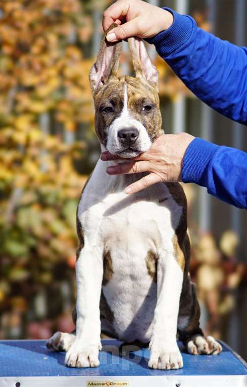 Собаки в Оренбурге: Щенки Амстаффа РКФ Девочка, 80 000 руб. - фото 1