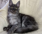 Кошки в Дмитрове: Черная дымчатая девочка мейн кун Wlasta Девочка, 30 000 руб. - фото 2
