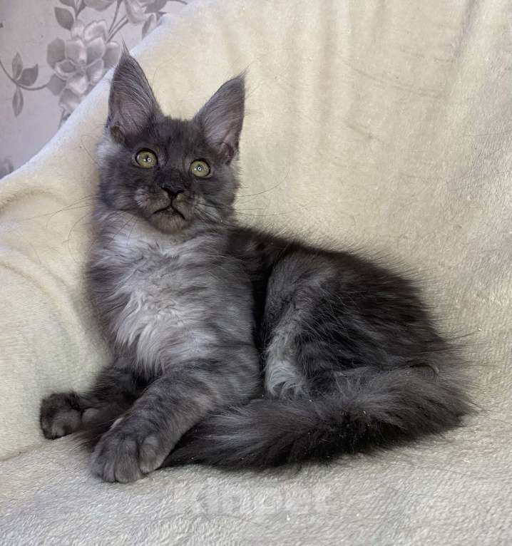 Кошки в Дмитрове: Черная дымчатая девочка мейн кун Wlasta Девочка, 30 000 руб. - фото 2