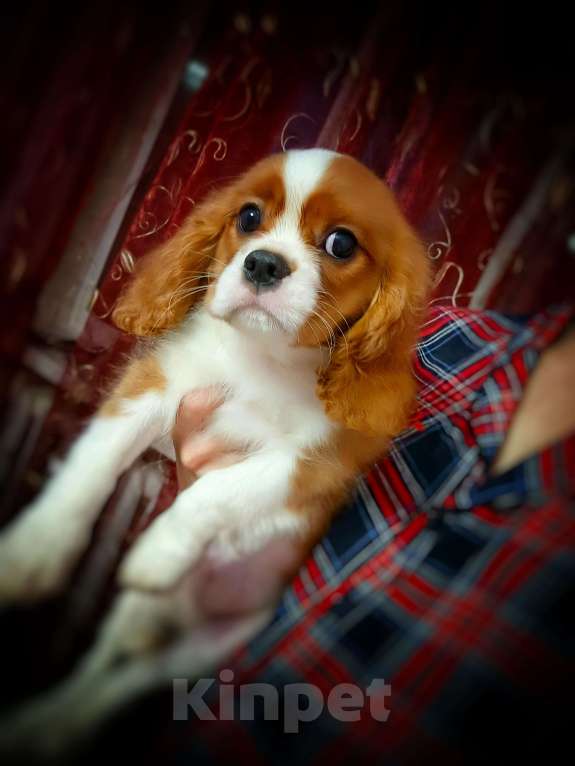 Собаки в Москве: Мальчуганы  Мальчик, 80 000 руб. - фото 3